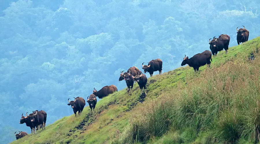 Idukki Wildlife Sanctuary